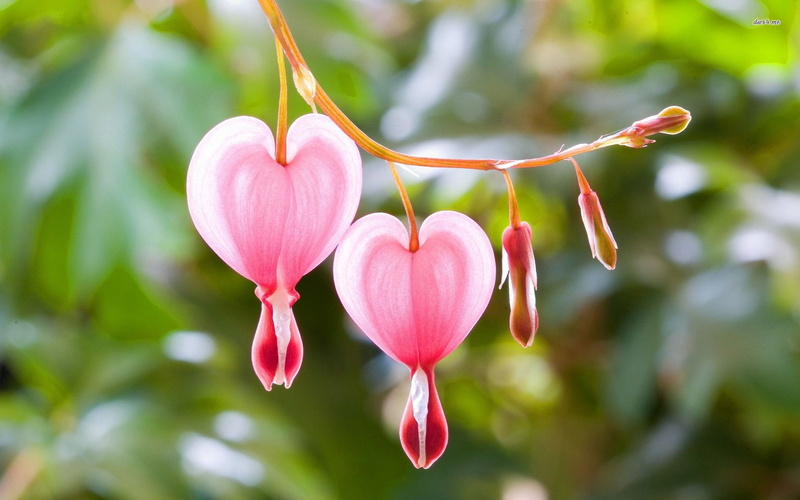 Flowers, 1080P, Flower, Bleeding Heart