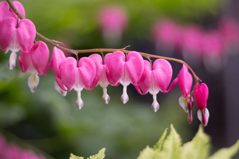 Flowers, Bleeding  Hearts, nature, flower Head, Bleeding Hearts, Sault Ste. Marie, freshness, flower, photography, Lilac, springtime, Billy Wilson, pink Color