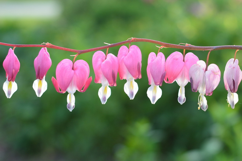 branch, vulnerability, petal, beauty In Nature, plant, spring, flower Head, flaming heart, hanging, day, nature, growth, bloom, pink Color, marie heart