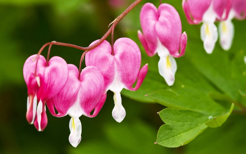 petaled, flower, nature and landscapes, bleeding hearts, beauty, flowers, pink, 1080P, hanging