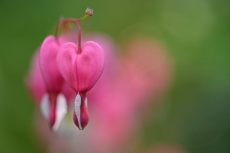 freshness, focus on foreground, fragility, flower, Flowers, outdoors, beauty in nature, 1080P, flower head, close-up, petal, Bleeding Heart, plant stem