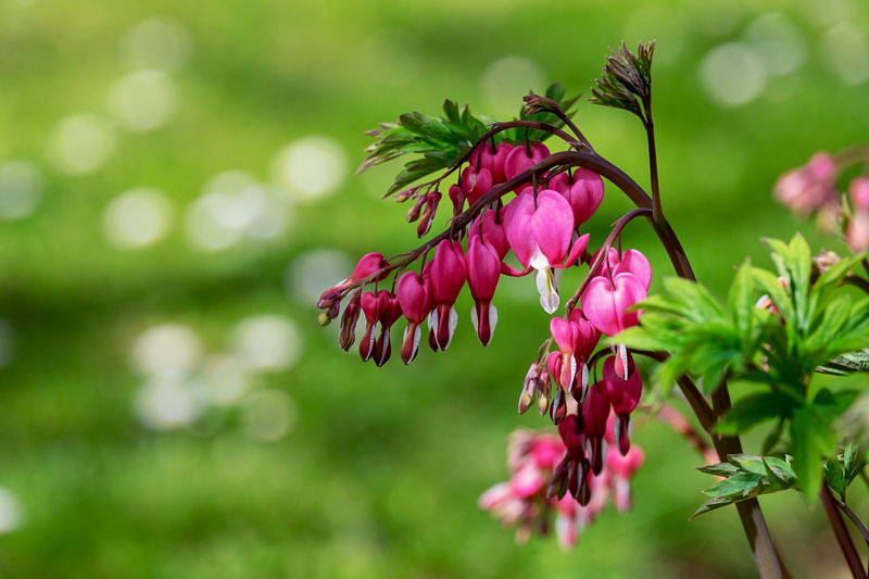 flaming heart, watery heart, focus on foreground, vulnerability, bleeding heart, outdoors, hanging, blossom, pink color, petal, ornamental plant, plant