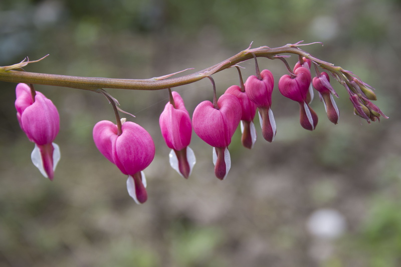 bloom, springtime, beauty in nature, nature, no people, 5K, botany, flowering plant, fragility, focus on foreground, Garden, watery heart, branch, outdoors