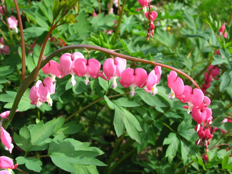 nature, beauty in nature, no people, growth, pink color, perennial, freshness, close-up, garden, day, plant, bleeding heart, plant part, macro, 2K, outdoors