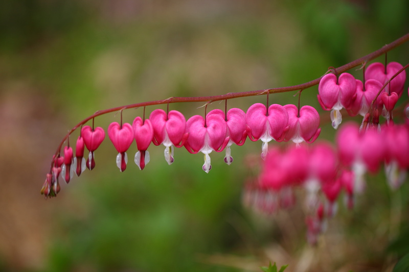 red, some people dont, flowering, healthy eating, vivid, fiower, outdoors, freshness, wild, flower, no people, pink color, selective, focus on foreground