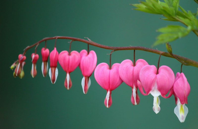 vulnerability, flower, bloom close up, flowers, beauty in nature, pink color, growth, order, hanging, beautiful, heart, studio shot, brown, petal, garden plant