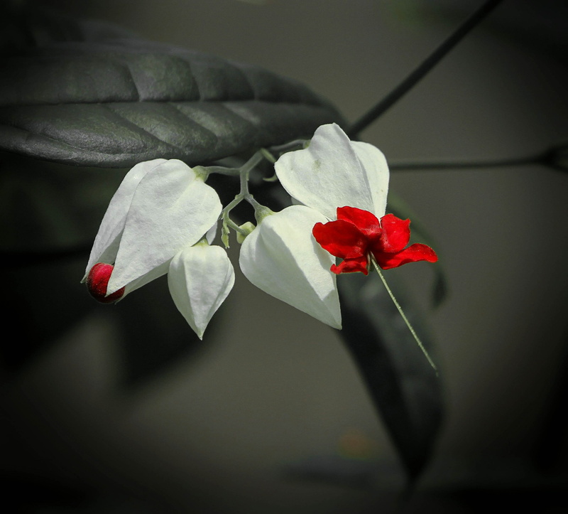 agriculture, glory bower, vulnerability, close-up, natural, freshness, growth, stem, herb, flower head, wildflower, flowering plant, leaf, inflorescence