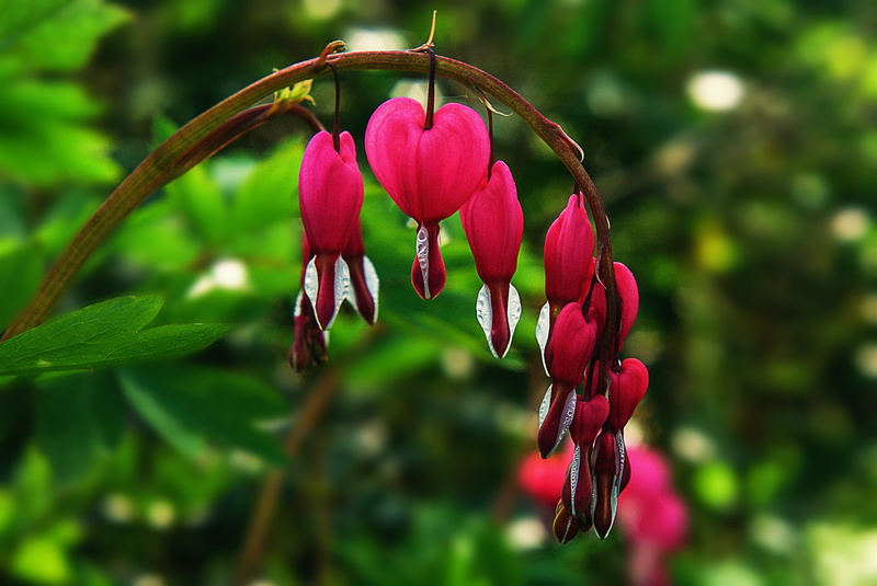 nature, flowering plant, freshness, plant, red, pink color, maroon, 2K, sepal, natural pink, focus on foreground, vulnerability, growth, close-up, flower Head