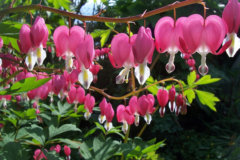 flower, ornamental plant, Spectabilis, fragility, red, beauty in nature, Bleeding Heart, bleeding, Dicentra, plant, close-up, day, dicentra spectabilis