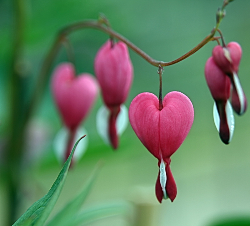plant, day, nature, garden, valentines day - holiday, flowering plant, close-up, love, pink flower, flower head, pink color, outdoors, beauty in nature