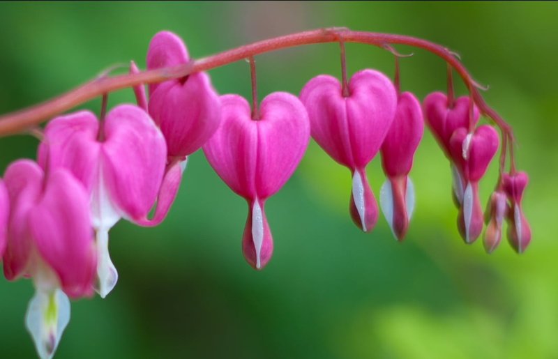 heart, BLH, close, beauty In Nature, petal, flower, Spring Love, close-up, bleeding, pink Color, bardia, beauty, pink, photography, white, 480P, close up photography