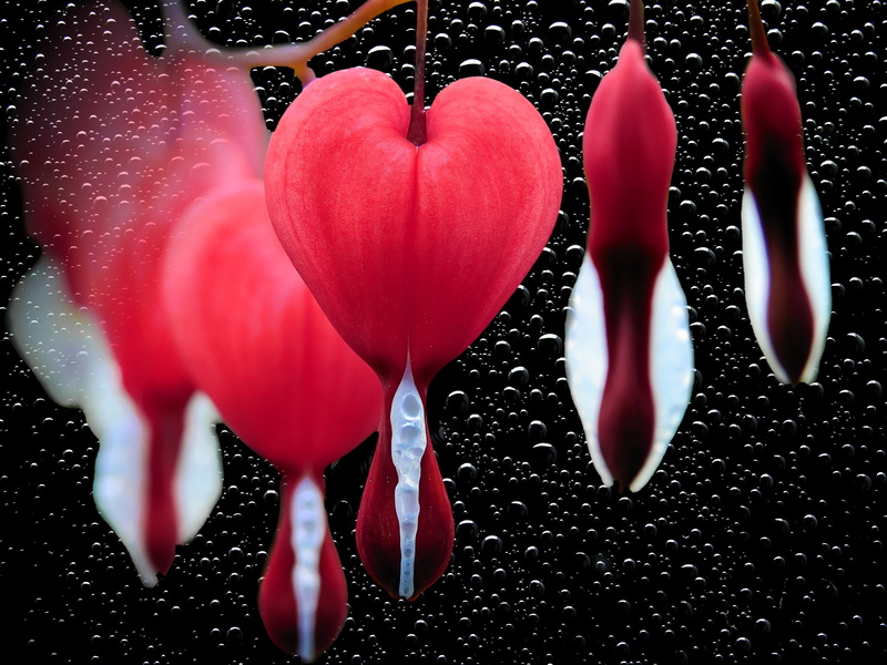 no people, bloom, tulip, plant, white, background image, blossom, background, floewrs, freshness, romance, nature, flowering plant, 4K, fragility, greeting card