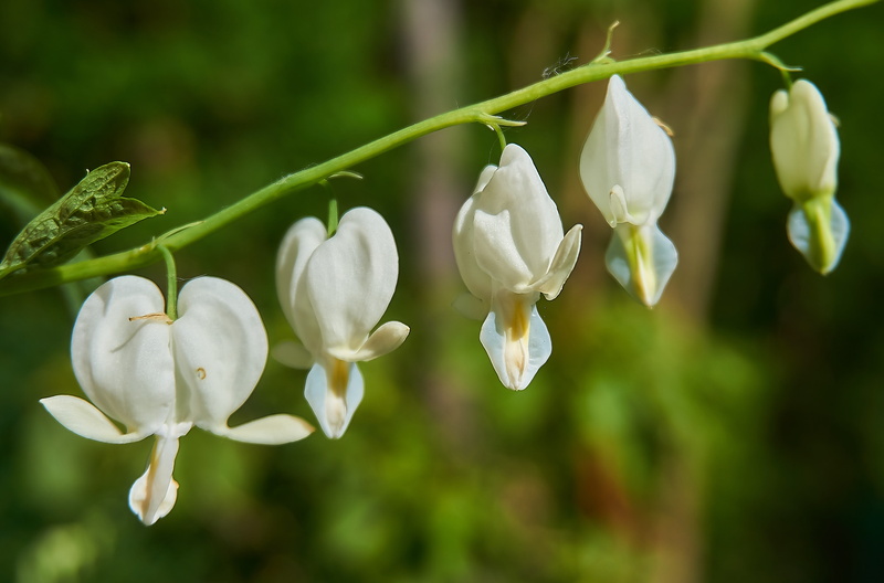 nature, inflorescence, herzerlstock, lamprocapnos endl, bleeding heart, 5K, shift, freshness, flower head, no people, flower, petal, flowers, outdoors