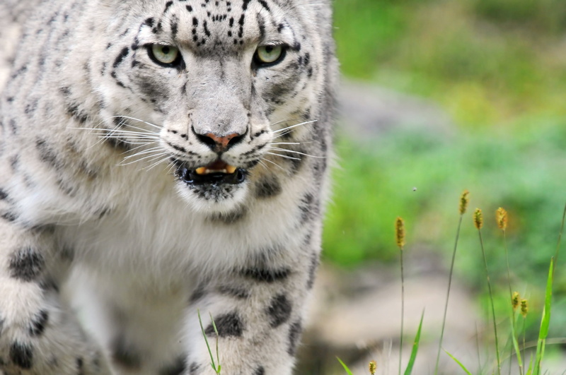 nikon  d300, leopard, portrait, mammal, fluffy, wild  cat, albino, snow leopard, endangered Species, undomesticated Cat, des, feline, wild cat, kitty, zoo  zürich
