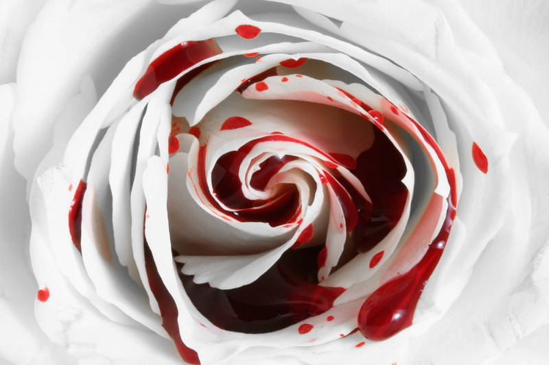rose - flower, indoors, close-up, freshness, dessert, sweet food, food, beauty in nature, bleeding, white, sweet, cake, 2K, temptation, red, flower head