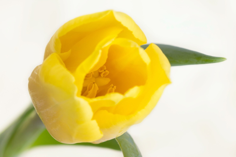 photography, closeup, petal, gelb, tulpan, plant, close-up, 2K, flower, springtime, flower Head, makro, Tulip, yellow, macro, nature, closeup photography