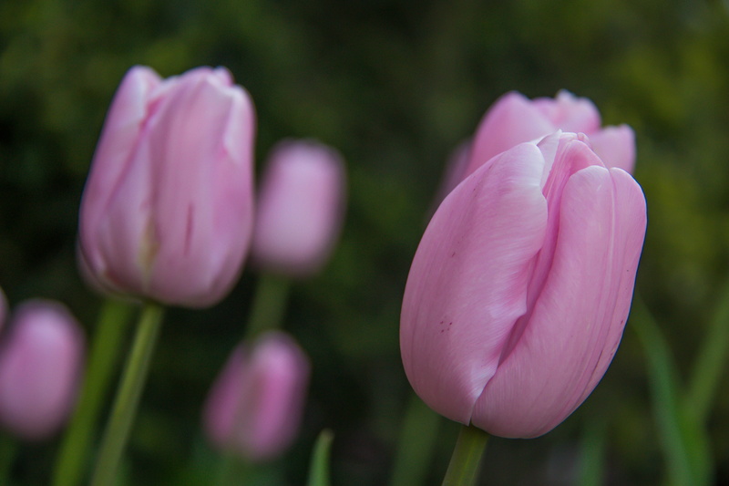 shallow, focus, Flower, springtime, tulip, beauty In Nature, nature, freshness, flower Head, tulips, daytime, tulpan, plant, photography, purple, flowers
