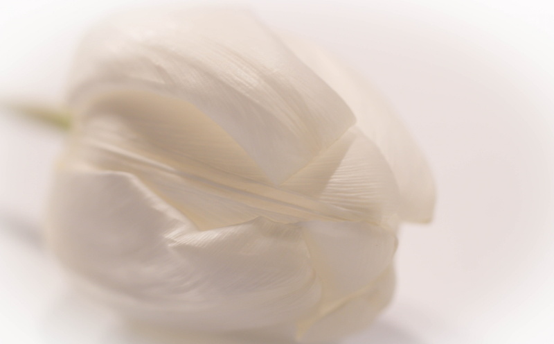 fs150208, White, Tulip, backgrounds, textured, simplicity, single object, fragility, tulpan, no people, indoors, fotosondag, nature, freshness, Aero, blomma