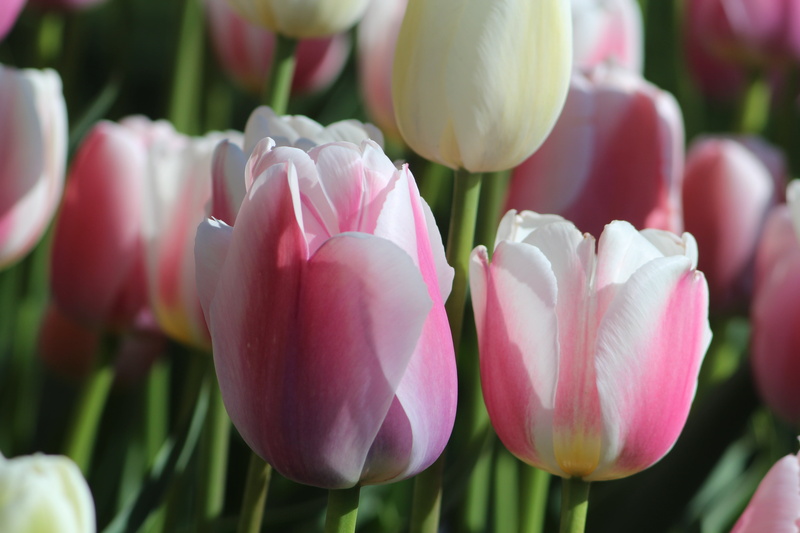 backgrounds, pink, landskap, photo, plant, white, people, tulpan, park, vår, 5K, tulips, garden, tulip, springtime, flower, multi Colored, selective, pink Color