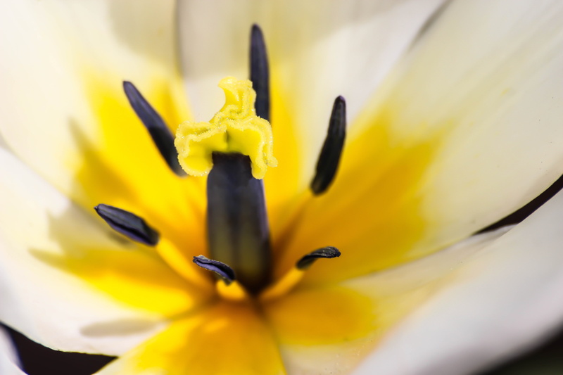 plant, nature, tulpan, photography, petal, closeup photography, yellow, 5K, full, Vit, Ystad, lily, flower Head, close-up, petaled, closeup, Flower, white