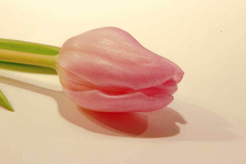 tulips, 4K, petal, nature, Flower, pink Color, Tulip, tribute, Countryside, tulpan, pink