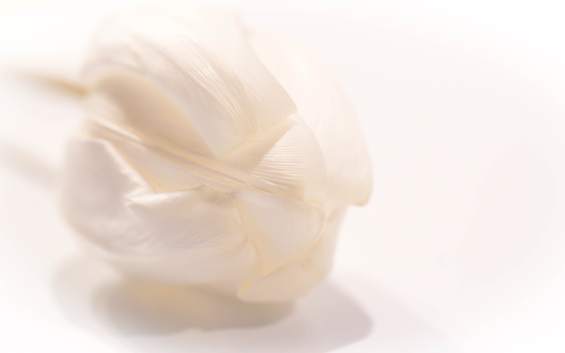 flower  Flower, close-up, white flower, white, White tulip, close, Vit, 5K, photo, high-key, flower, tulpan