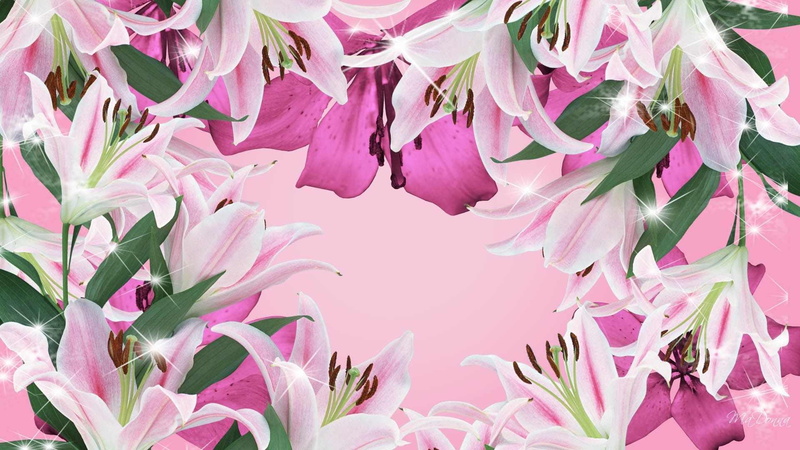 spring, beauty, pink, lilies, flowers, beautiful, 1080P, green, nature and landscapes, pretty, white