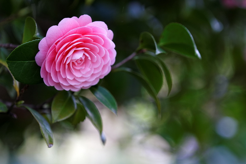 fragility, branch, flower, japanese, 1080P, growth, plant, plant part, leaf, close-up, freshness, rose, pink, vulnerability, flowering plant, Camellia