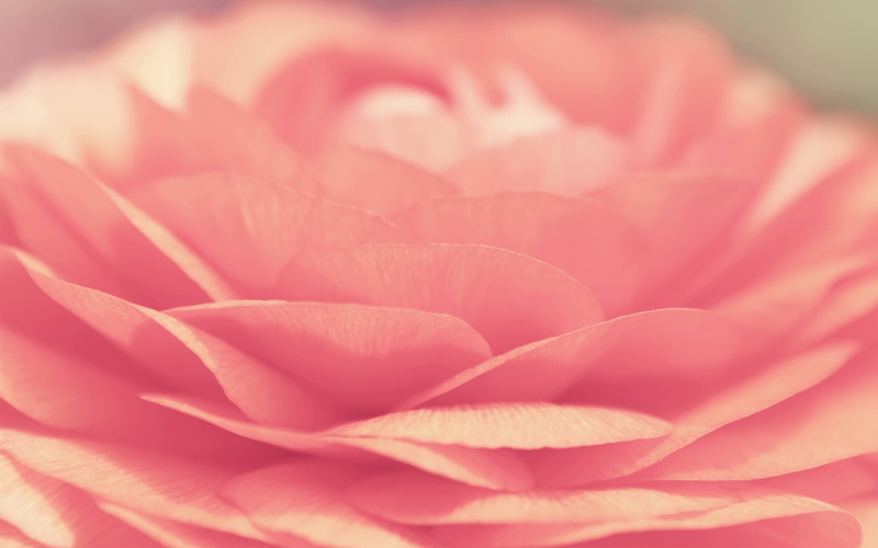 growth, no people, flowering plant, extreme close-up, close-up, bright, fragility, pink color, pink, 2K, rose, softness, petal, vulnerability, outdoors