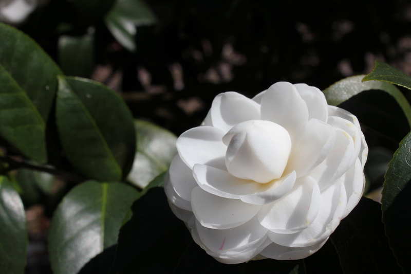 close-up, backgrounds, decoration, single Flower, no people, nature, camellia, summer, inflorescence, botany, beauty In Nature, outdoors, elegance, flowering plant