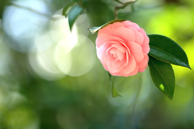 pink, 2K, branch, Camellia