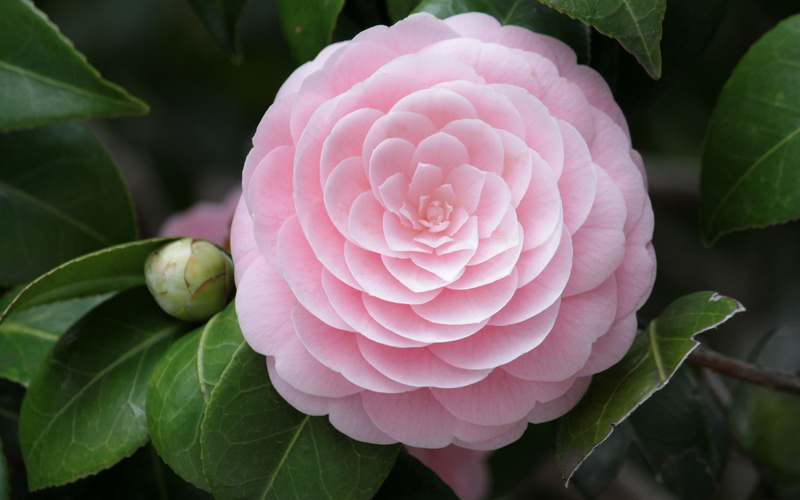 camellia, 2K