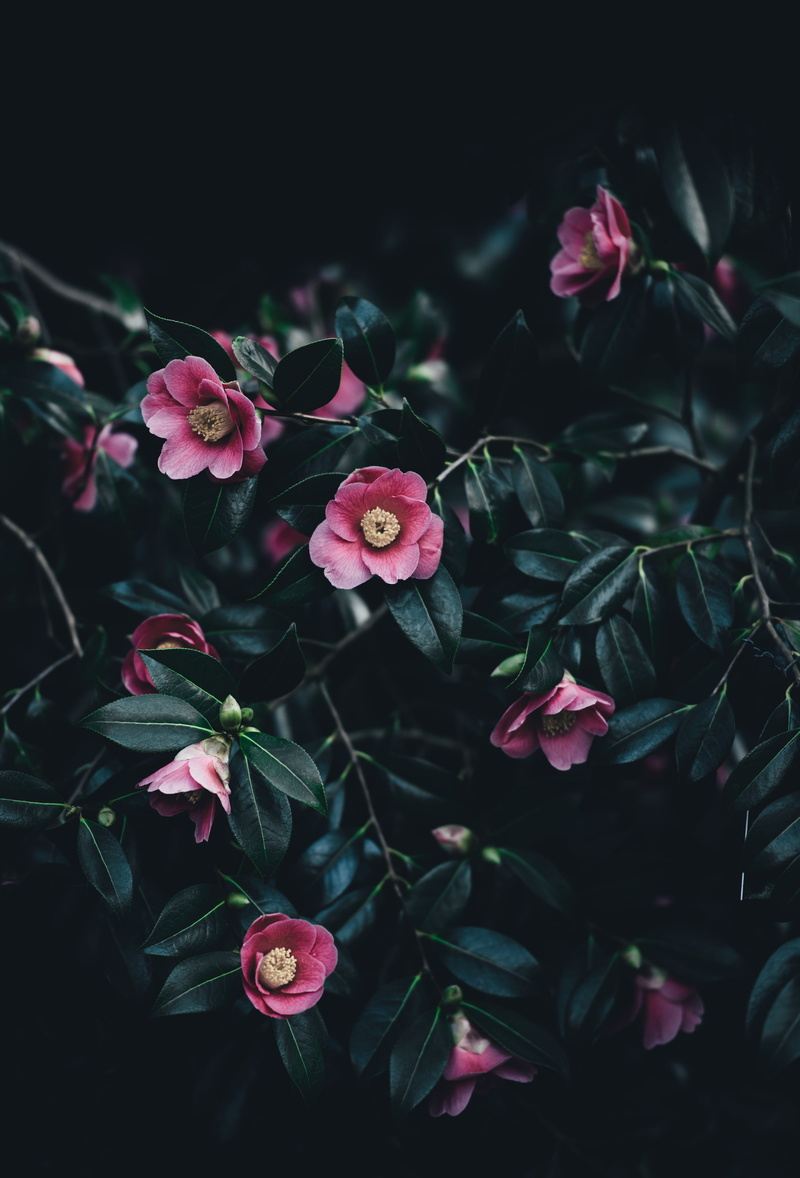 beauty In Nature, fragility, plant, day, summer, focus, flowering plant, freshness, flower Head, camellia, close-up, flower arrangement, leaves, leaf, no people