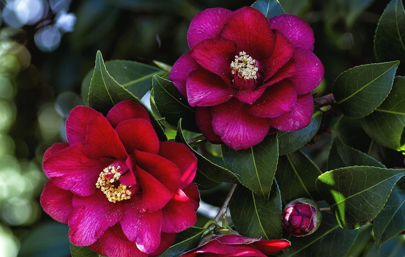 camellia, two, flowers, leaves, summer, bud, botany, red, branches, multi Colored, vulnerability, petal, outdoors, flowering plant, pink Color, pollen