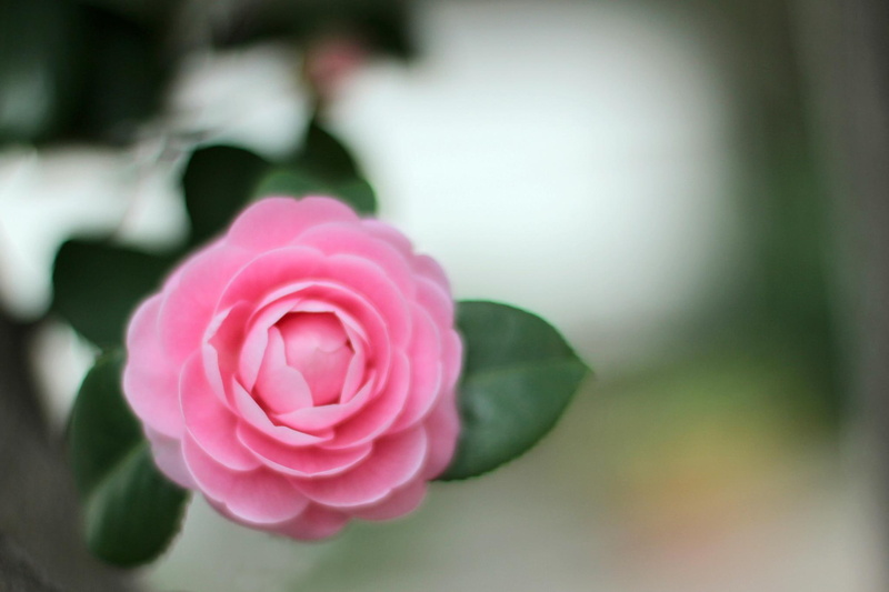 camellia, pink, leaves, flowers, beautiful, 1080P, petals, nature, nature and landscapes, blur