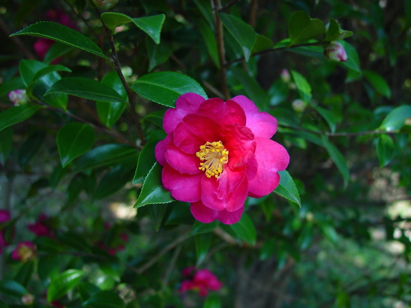 1080P, sasanqua, camellia, autumn, flower, 3d and abstract