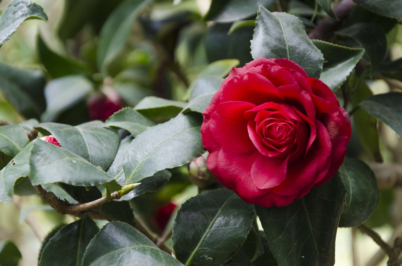vulnerability, flower head, growth, close-up, plant, red, flowering plant, 4K, petal, no people, leaf, day, rose - flower, rose, freshness, inflorescence