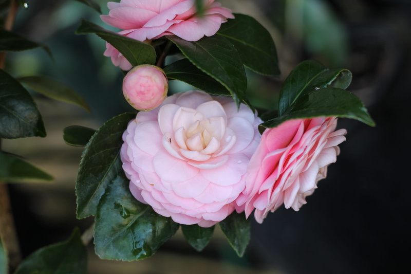 flower head, focus on foreground, inflorescence, bouquet, Camellia, fragility, plant part, nature, Flower, flower arrangement, leaf, close-up, rose, freshness