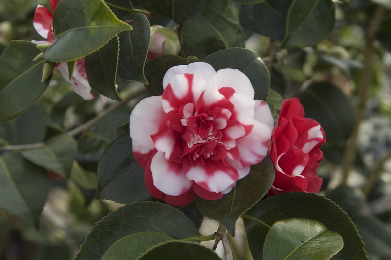 camellia japonica, 1080P, rose, outdoors, day, freshness, vulnerability, plant, growth, nature, flowers bloom, fragility, inflorescence, leaf, pink color