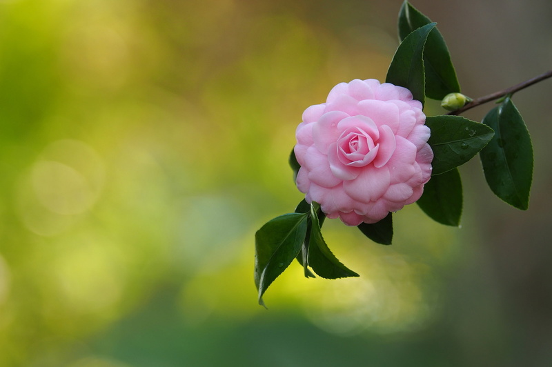 branch, pink, 1080P, Camellia