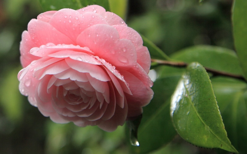 backgrounds, macro, inflorescence, leaves, pink, rose - flower, outdoors, botany, rose, single Flower, petal, fragility, multi Colored, plant part, camellia