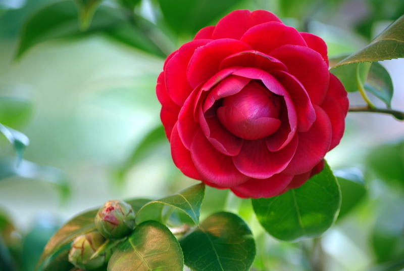 1080P, Camellia, background, leaves, red, buds