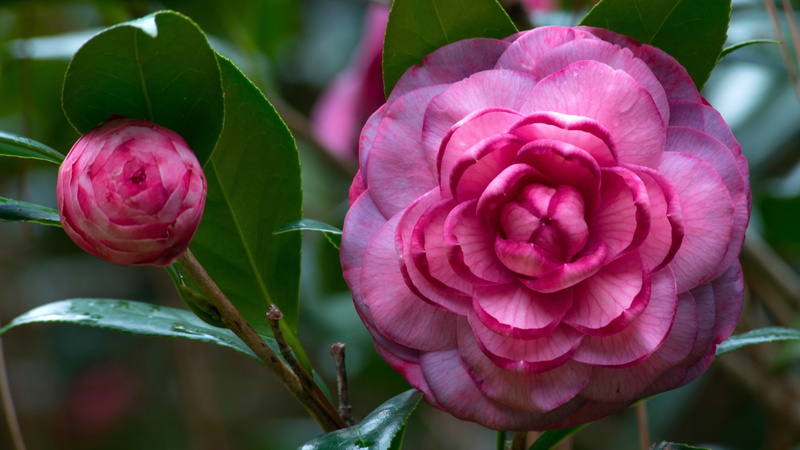 flowering plant, focus on foreground, rose - flower, inflorescence, Bud, rose, Flowers, beauty in nature, plant, freshness, pink color, no people, plant part