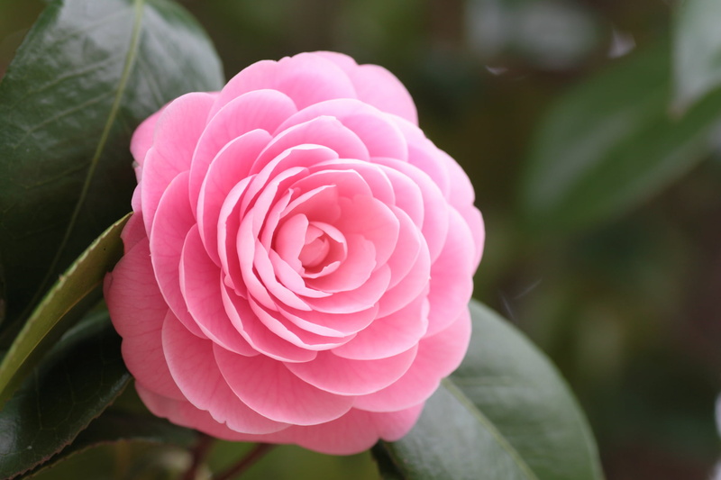 petals, beauty In Nature, leaves, plant part, 1080P, growth, red, vulnerability, japanese, flowerbed, flowering plant, leaf, botany, flower Head, pink
