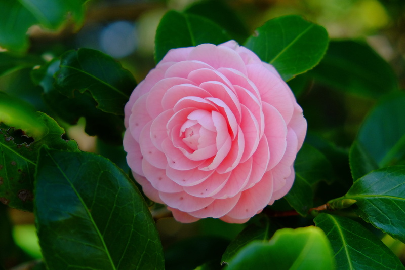outdoors, flower, plant part, no people, camellia, freshness, rose - flower, pure, petals, close-up, pink color, flower head, spring, beauty in nature