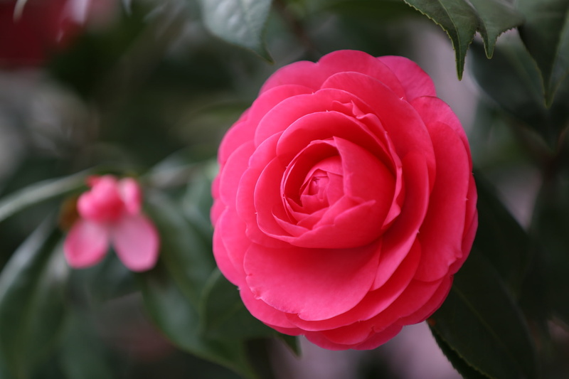 Japanese Camellia, focus, Camellia, macro, Camellia japonica, 1080P, flower, red, petals