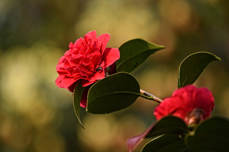 leaf, plant part, flower, outdoors, foliage, vulnerability, plant, freshness, focus on foreground, rose, bloom, inflorescence, petal, camellia, selective