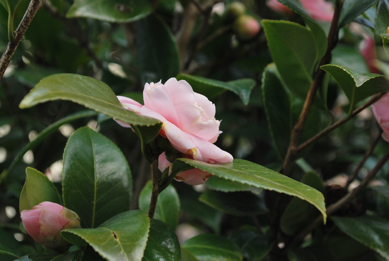freshness, natural, 4K, plant part, vulnerability, camellia flower, beauty in nature, close-up, pink color, nature, pink, ornamental plants, garden, flowering