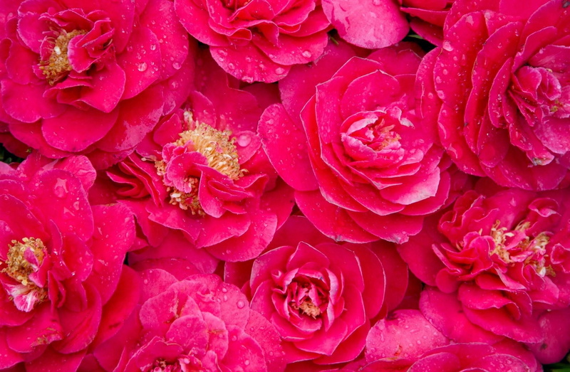 fragility, full frame, vulnerability, drops, plant, water, pink, love, nature, drop, vegetarian food, close-up, rose, petal, freshness, roses, growth, red