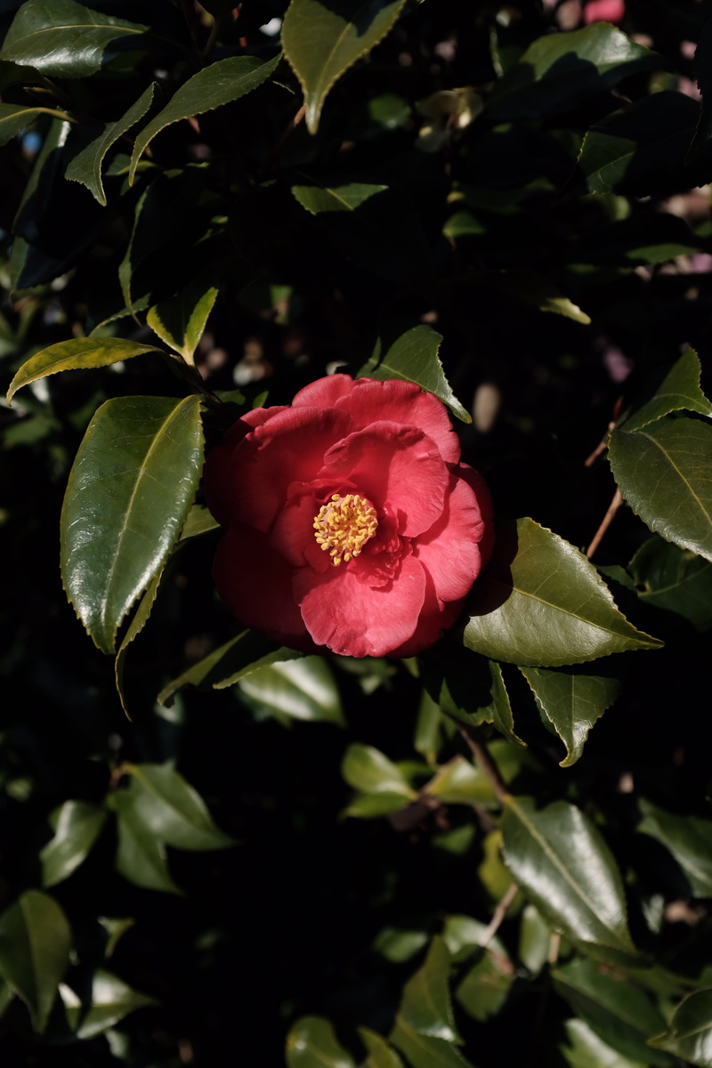 rose, pink color, fragility, inflorescence, nature, rose - flower, flowering plant, camellia, close-up, flower head, plant part, leaf, flower, no people